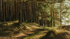 ONEforest. Nuovi modelli di gestione delle foreste nell’ambito dell’economia circolare